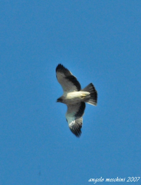 Aquila minore Hieraetus pennatus in Giardino....